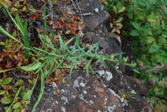 Liatris novae-angliae