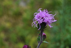 Liatris novae-angliae