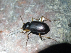 Nebria