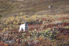 Lepus arcticus