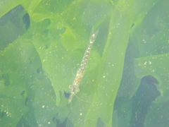 Mysini
