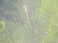 Mysini
