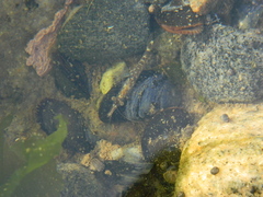 Mysini