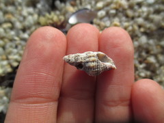 Ocinebrina