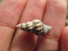 Ocinebrina