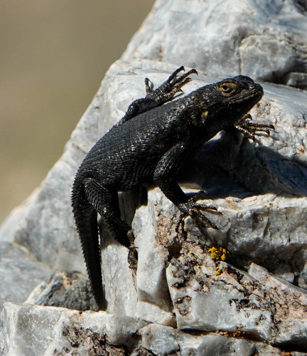 iNaturalist observation photo of Western Fence Lizard