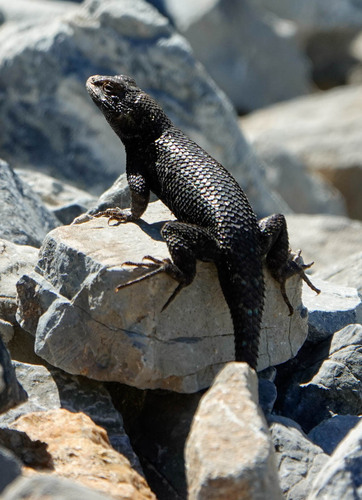 iNaturalist observation photo of Western Fence Lizard