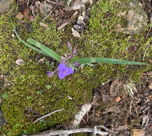 Dwarf spiderwort (Tradescantia longipes)