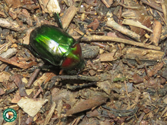 Pseudodorysthetus calcaratus