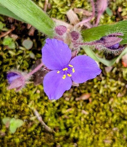 Tradescantia longipes, photograph 6