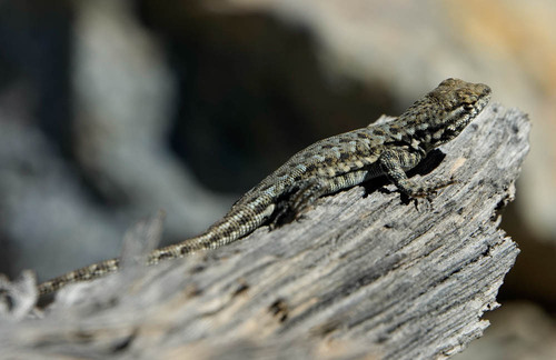 iNaturalist observation photo of Common Side-blotched Lizard