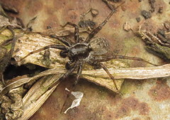 Pardosa moesta