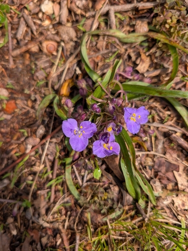 Dwarf spiderwort (Tradescantia longipes)