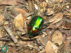 Pseudodorysthetus calcaratus