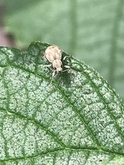 Calomycterus setarius