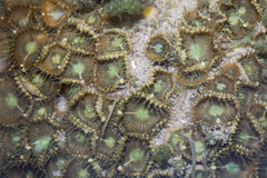 Palythoa mutuki