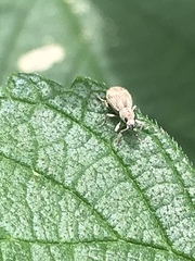 Calomycterus setarius