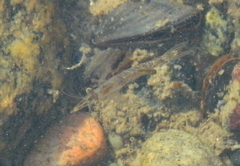 Mysidobdella borealis
