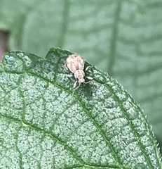 Calomycterus setarius