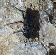 Astatinae