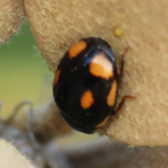 Hyperaspis quadrioculata