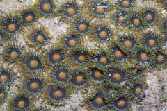 Zoanthus sansibaricus