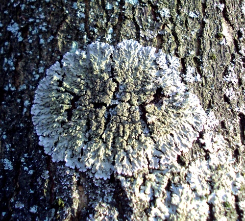 Geltonvidurė Žiauberūnė nuotrauka