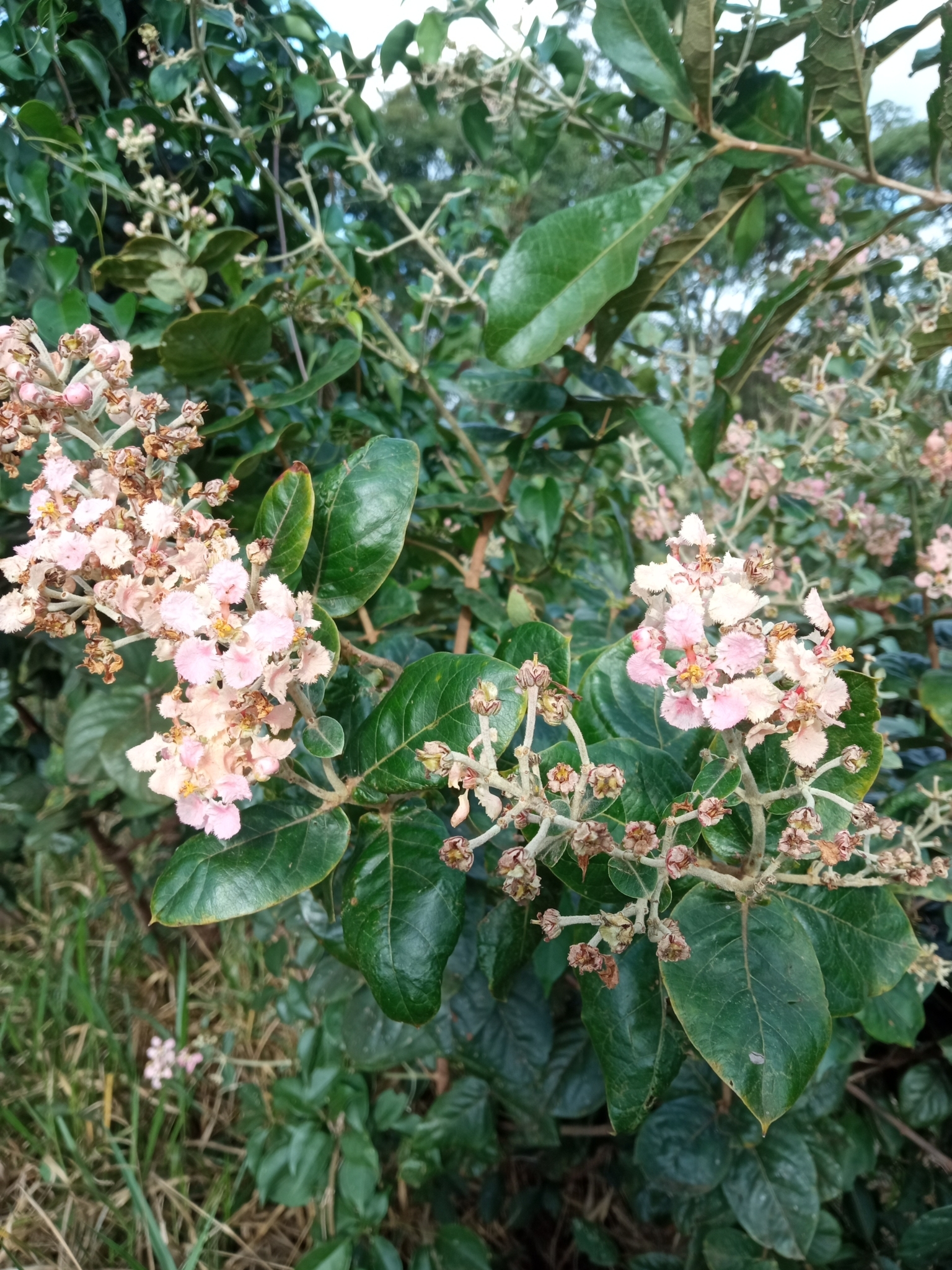 Banisteriopsis muricata