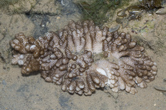 Cladiella
