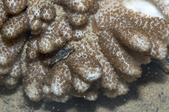 Cladiella
