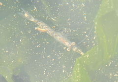 Mysidobdella borealis