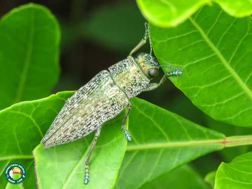 Lampetis purpureomicans · iNaturalist
