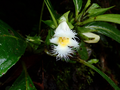 Drymonia lanceolata