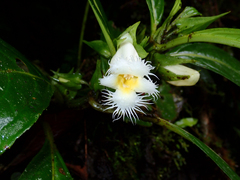 Drymonia lanceolata
