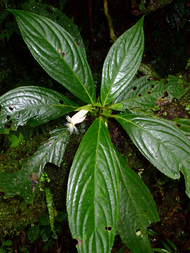 Drymonia lanceolata, photograph 1