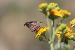 Polygonus leo arizonensis