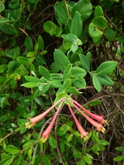 Lonicera sempervirens