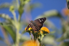 Polygonus leo arizonensis