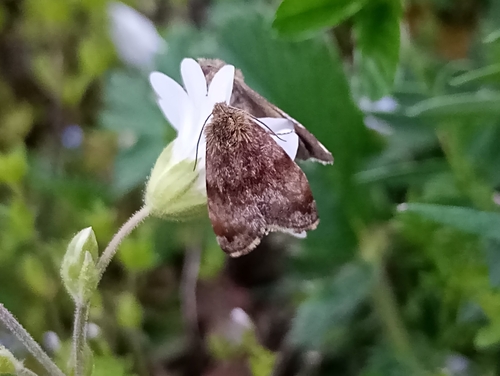 Photo of Small Yellow Underwing (Panemeria tenebrata)