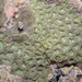 Vietnamese Zoanthids - Photo (c) budak, some rights reserved (CC BY-NC), uploaded by budak