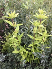 Gentiana puberulenta