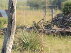 Gubernatrix cristata