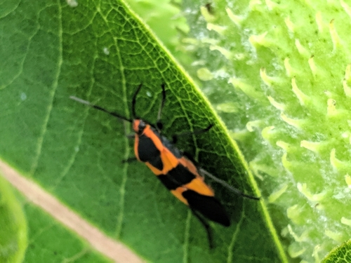 Large Milkweed Bug photographed in Iowa