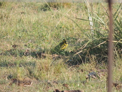 Gubernatrix cristata