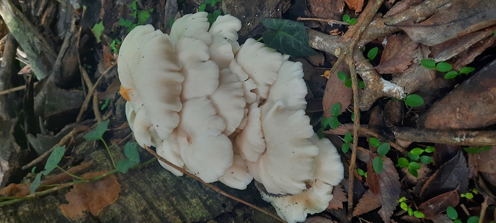 Pleurotus pulmonarius · April 2025 · photo: © noeliamedina89 (iNaturalist, cc0)