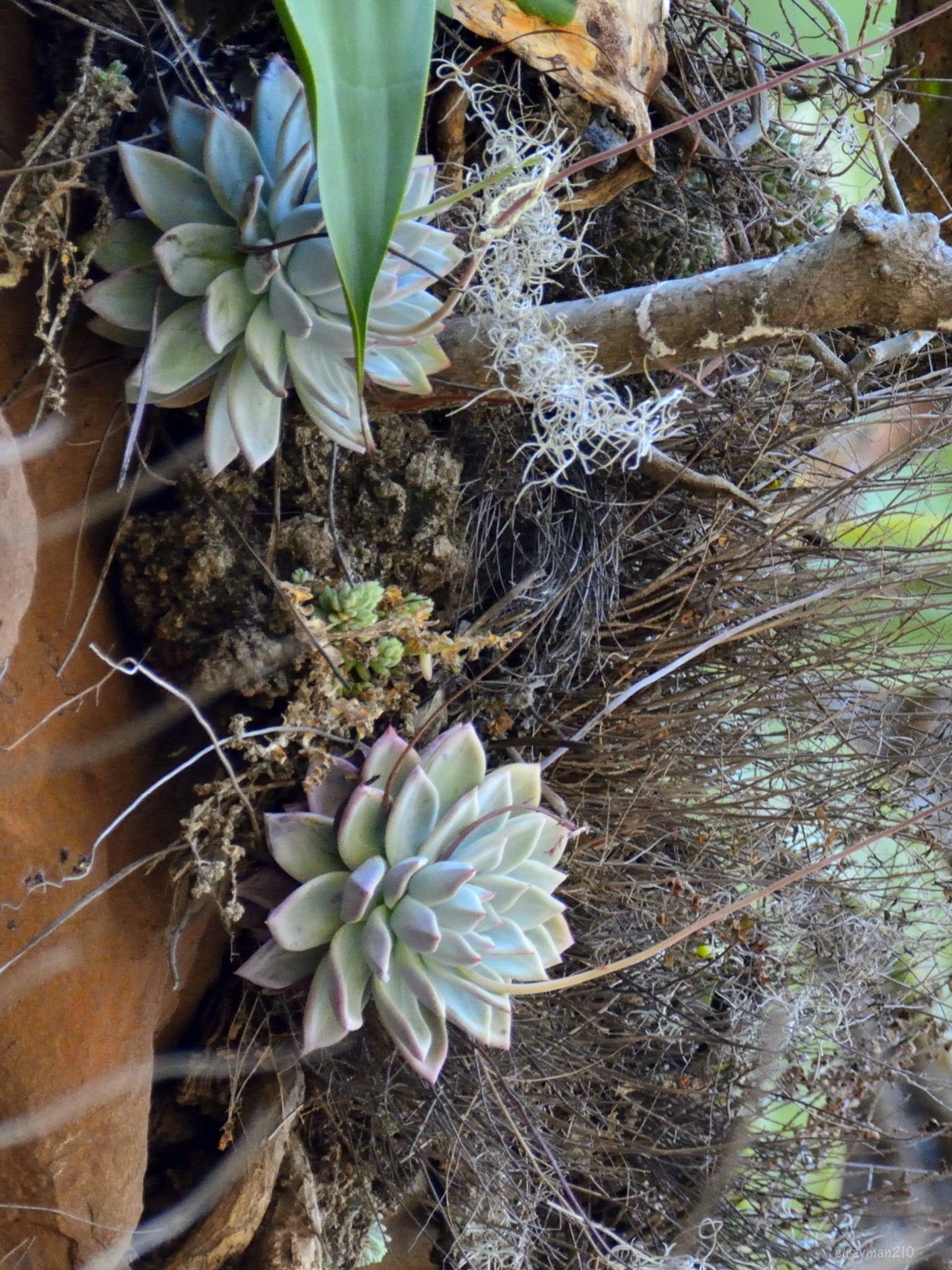 Imagem de Echeveria