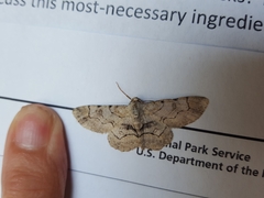 Iridopsis larvaria