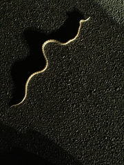 Arizona elegans eburnata