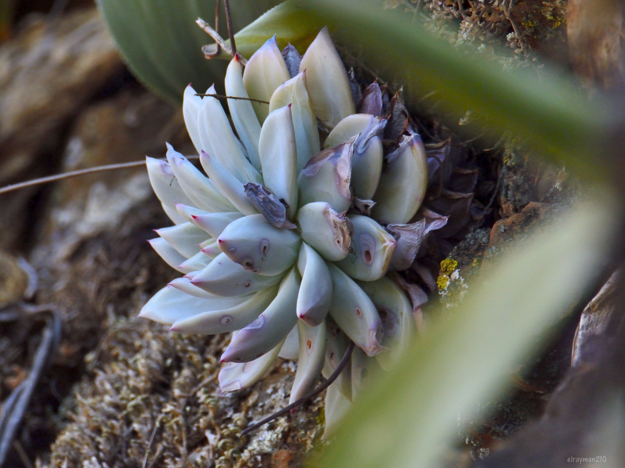 Imagem de Echeveria