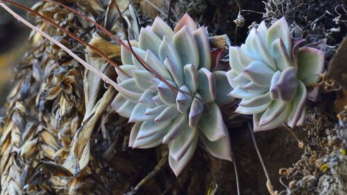 Foto de Echeveria